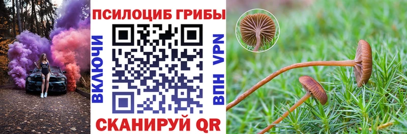 как найти закладки  Игарка  Псилоцибиновые грибы мицелий 